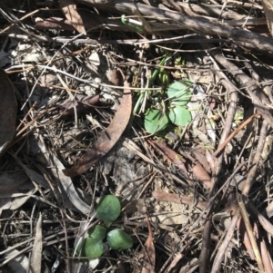 Diplodium sp. at Bruce, ACT - 16 Sep 2023