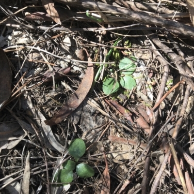 Diplodium sp. (A Greenhood) at Bruce Ridge to Gossan Hill - 16 Sep 2023 by PeterR