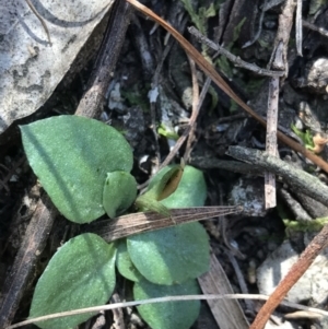 Diplodium sp. at Bruce, ACT - 16 Sep 2023