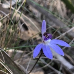 Cyanicula caerulea (Blue Fingers, Blue Fairies) at Bruce Ridge to Gossan Hill - 16 Sep 2023 by PeterR