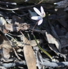 Caladenia fuscata (Dusky Fingers) at Bruce, ACT - 16 Sep 2023 by PeterR