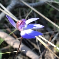 Cyanicula caerulea (Blue Fingers, Blue Fairies) at Bruce Ridge to Gossan Hill - 16 Sep 2023 by PeterR