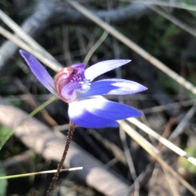 Cyanicula caerulea (Blue Fingers, Blue Fairies) at Bruce Ridge - 16 Sep 2023 by PeterR