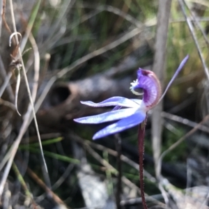 Cyanicula caerulea at Bruce, ACT - 16 Sep 2023