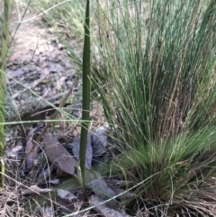 Thelymitra sp. (A Sun Orchid) at Bruce Ridge - 16 Sep 2023 by PeterR