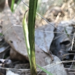 Thelymitra sp. at Bruce, ACT - 16 Sep 2023