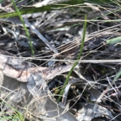 Microtis sp. (Onion Orchid) at Bruce Ridge to Gossan Hill - 16 Sep 2023 by PeterR