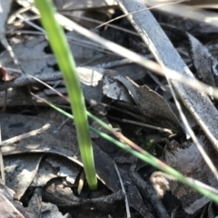 Microtis sp. at Bruce, ACT - 16 Sep 2023