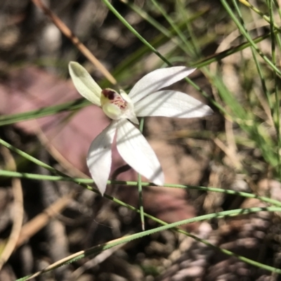 Caladenia fuscata (Dusky Fingers) at Bruce, ACT - 16 Sep 2023 by PeterR