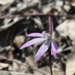 Caladenia fuscata (Dusky Fingers) at Bruce Ridge to Gossan Hill - 16 Sep 2023 by PeterR