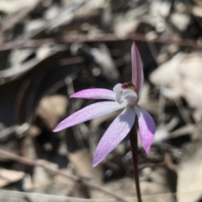 Caladenia fuscata (Dusky Fingers) at Bruce, ACT - 16 Sep 2023 by PeterR