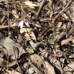 Caladenia fuscata (Dusky Fingers) at Bruce Ridge to Gossan Hill - 15 Sep 2023 by PeterR