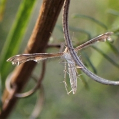 Sphenarches anisodactylus (Geranium Plume Moth) at Aranda Bushland - 15 Sep 2023 by CathB