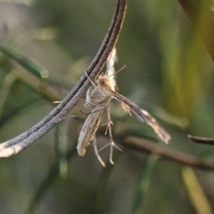 Sphenarches anisodactylus at Belconnen, ACT - 15 Sep 2023 05:04 PM