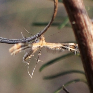 Sphenarches anisodactylus at Belconnen, ACT - 15 Sep 2023