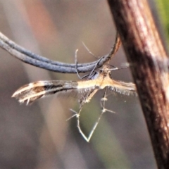 Sphenarches anisodactylus at Belconnen, ACT - 15 Sep 2023