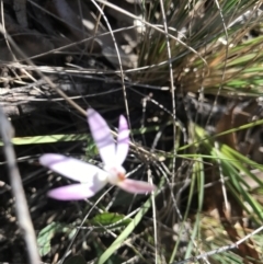 Caladenia fuscata (Dusky Fingers) at Bruce, ACT - 15 Sep 2023 by PeterR