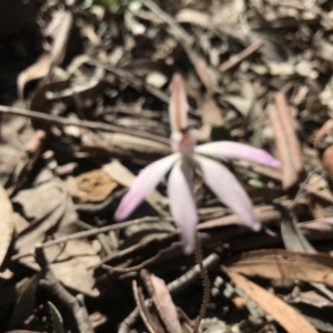 Caladenia fuscata at Bruce, ACT - 16 Sep 2023