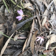 Caladenia fuscata (Dusky Fingers) at Bruce, ACT - 16 Sep 2023 by PeterR
