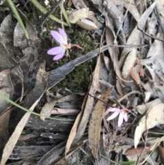 Caladenia fuscata (Dusky Fingers) at Bruce Ridge to Gossan Hill - 15 Sep 2023 by PeterR