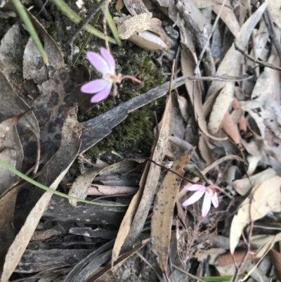Caladenia fuscata (Dusky Fingers) at Bruce, ACT - 15 Sep 2023 by PeterR