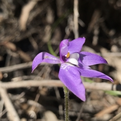 Glossodia major (Wax Lip Orchid) at Bruce Ridge - 15 Sep 2023 by PeterR