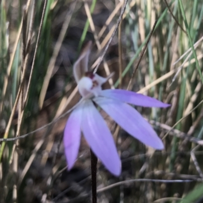 Caladenia fuscata (Dusky Fingers) at Bruce Ridge to Gossan Hill - 15 Sep 2023 by PeterR
