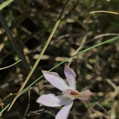 Caladenia fuscata (Dusky Fingers) at Bruce Ridge to Gossan Hill - 15 Sep 2023 by PeterR