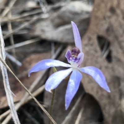 Cyanicula caerulea (Blue Fingers, Blue Fairies) at Bruce Ridge to Gossan Hill - 15 Sep 2023 by PeterR