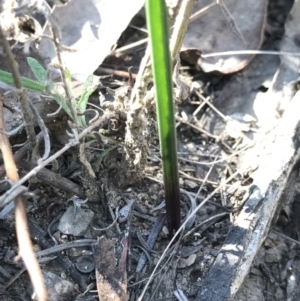 Thelymitra sp. at Bruce, ACT - 16 Sep 2023