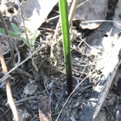 Thelymitra sp. (A Sun Orchid) at Bruce Ridge to Gossan Hill - 15 Sep 2023 by PeterR