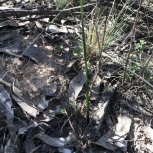 Thelymitra sp. at Bruce, ACT - suppressed