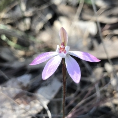 Caladenia fuscata (Dusky Fingers) at Bruce Ridge to Gossan Hill - 15 Sep 2023 by PeterR