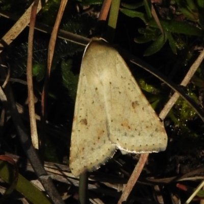 Helicoverpa punctigera (Native Budworm) at Mulligans Flat - 16 Sep 2023 by JohnBundock