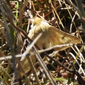 Helicoverpa punctigera at Gungahlin, ACT - 16 Sep 2023