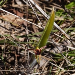 Caladenia actensis (Canberra Spider Orchid) at Majura, ACT by Anna123