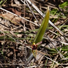 Caladenia actensis (Canberra Spider Orchid) at Mount Majura - 16 Sep 2023 by Anna123