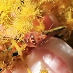 Eupolemus angularis at Belconnen, ACT - 14 Sep 2023