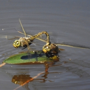 Anax papuensis at Gungahlin, ACT - 16 Sep 2023