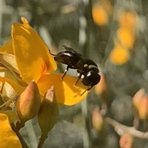 Hylaeus (Planihylaeus) trilobatus at Mount Annan, NSW - 13 Sep 2023