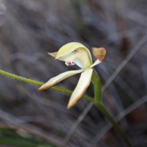 Caladenia ustulata at Belconnen, ACT - suppressed