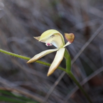 Caladenia ustulata (Brown Caps) at Belconnen, ACT - 15 Sep 2023 by CathB