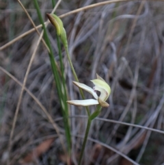 Caladenia ustulata at Belconnen, ACT - suppressed