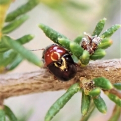 Ditropidus sp. (genus) (Leaf beetle) at Belconnen, ACT - 15 Sep 2023 by CathB