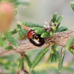 Ditropidus sp. (genus) at Belconnen, ACT - 15 Sep 2023