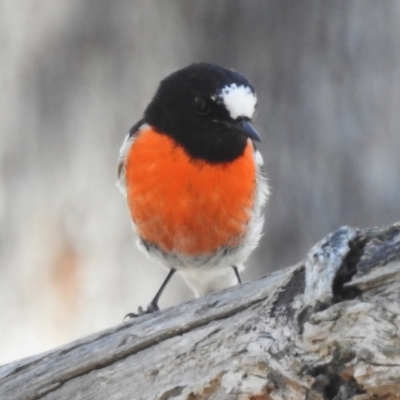 Petroica boodang (Scarlet Robin) at Mulligans Flat - 16 Sep 2023 by JohnBundock