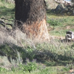 Cervidae (family) (Deer (unknown species)) at Belconnen, ACT - 16 Sep 2023 by idlidlidlidl