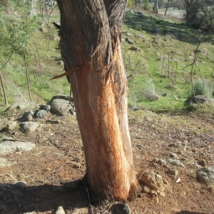 Cervidae (family) at Belconnen, ACT - 16 Sep 2023