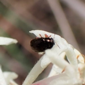 Ditropidus sp. (genus) at Canberra Central, ACT - 15 Sep 2023