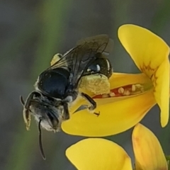 Lipotriches (Austronomia) ferricauda (Halictid bee) at Mount Annan, NSW - 14 Sep 2023 by JudeWright